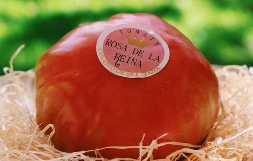 6 TOMATE ROSA DE LA REINA